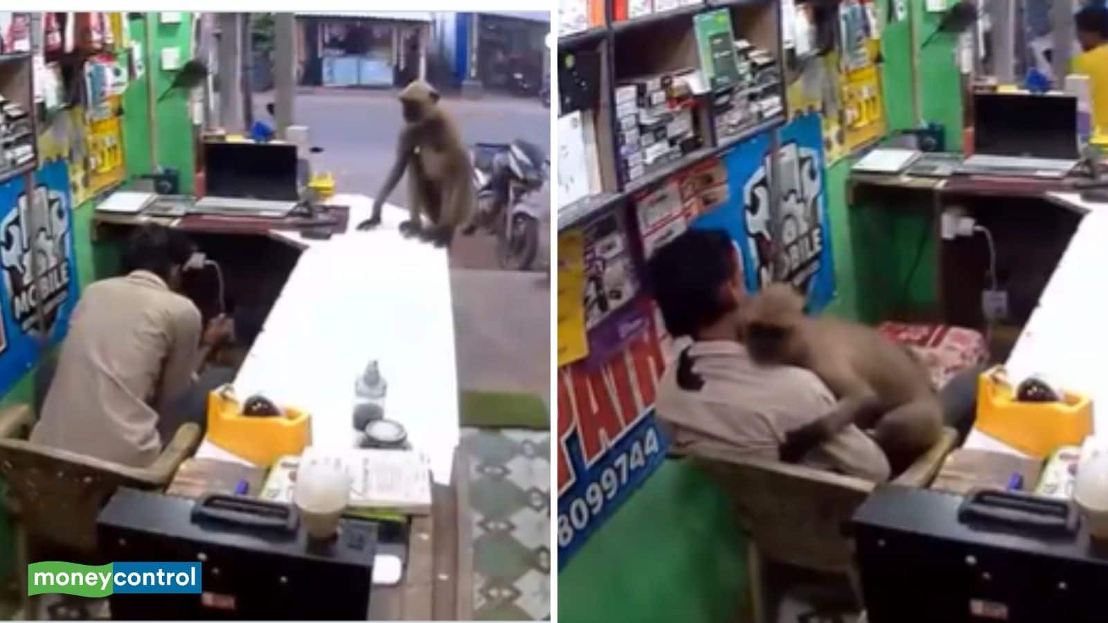 Viral Video: 'जादू की झप्पी'! जब बेजुबान बंदर ने दुकानदार को लगाया गले, CCTV में कैद हुआ दिल छू लेने वाला वीडियो, भावुक हुए यूजर्स Viral Video: 'जादू की झप्पी'! जब बेजुबान बंदर ने दुकानदार को लगाया गले, CCTV में कैद हुआ दिल छू लेने वाला वीडियो, भावुक हुए यूजर्स
