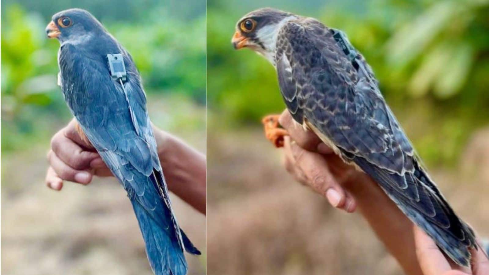 Amur Falcons Return To India: 23 देशों का सफर तय कर मणिपुर लौटे अपापांग और अलंग! जानिए इस अद्भुत प्रवासी बाज की हैरतअंगेज कहानी Amur Falcons Return To India: 23 देशों का सफर तय कर मणिपुर लौटे अपापांग और अलंग! जानिए इस अद्भुत प्रवासी बाज की हैरतअंगेज कहानी