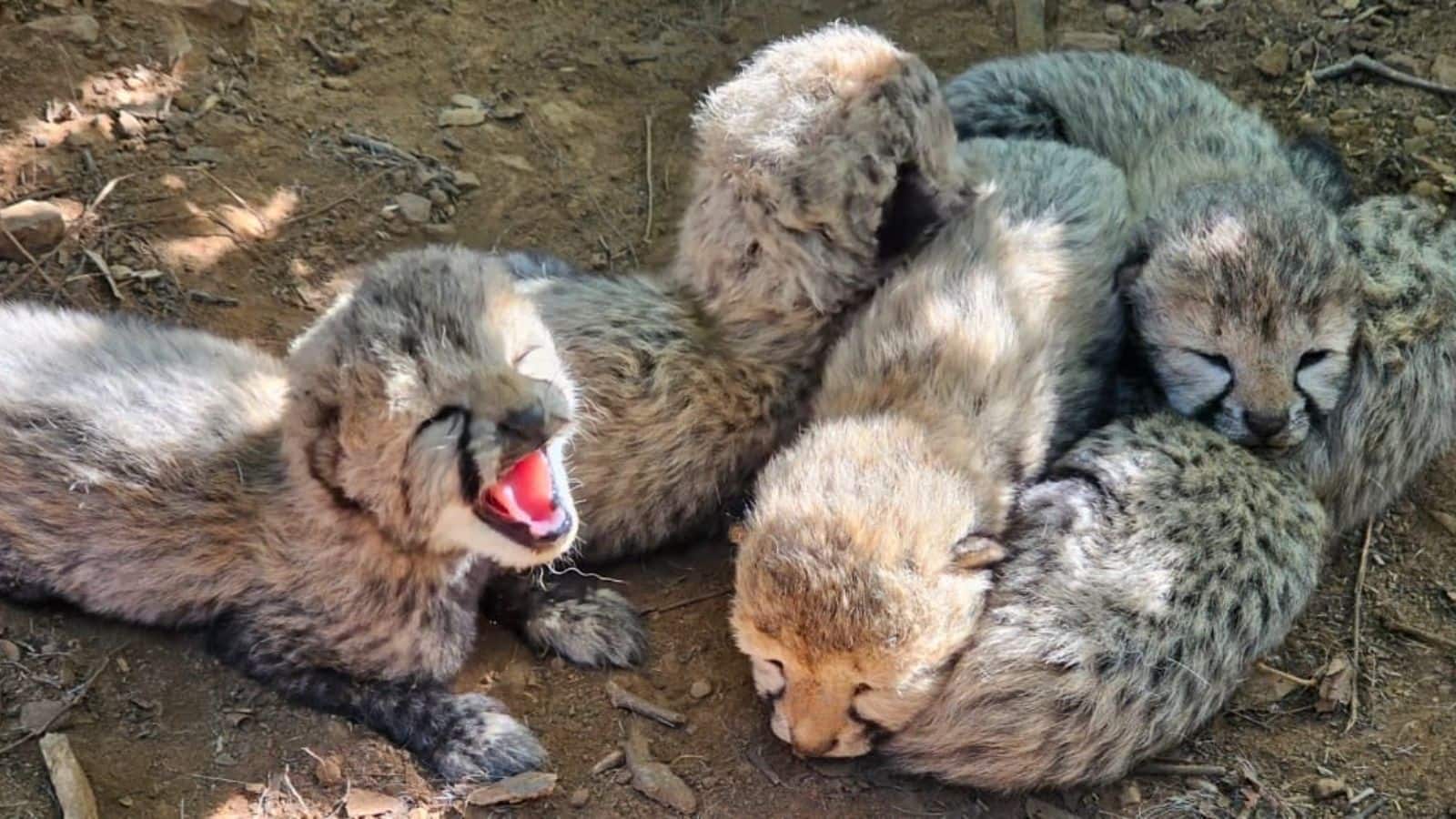 Project Cheetah: बोत्सवाना के नर चीता की नई पीढ़ी, भारत में जन्मी चीता KJP21 बनी मां, 5 हेल्दी शावकों को दिया जन्म Project Cheetah: बोत्सवाना के नर चीता की नई पीढ़ी, भारत में जन्मी चीता KJP21 बनी मां, 5 हेल्दी शावकों को दिया जन्म