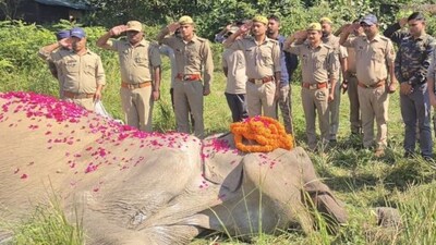 कॉर्बेट टाइगर रिजर्व के डायरेक्टर साकेत बडोला ने सोनाकली की मौत को रिजर्व के लिए बड़ी क्षति बताया