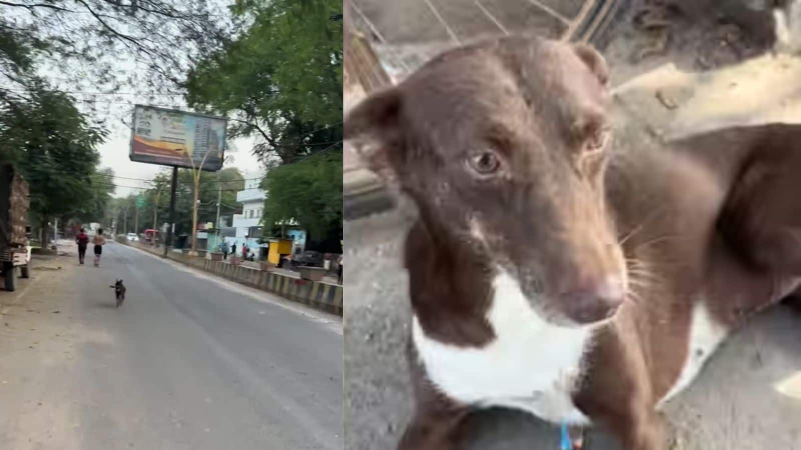 रनर्स के साथ दौड़ती रही ये कुतिया, 21 KM बाद भी नहीं रुकी; 38 KM तक ऐसे निभाया साथ, वीडियो हुआ वायरल रनर्स के साथ दौड़ती रही ये कुतिया, 21 KM बाद भी नहीं रुकी; 38 KM तक ऐसे निभाया साथ, वीडियो हुआ वायरल