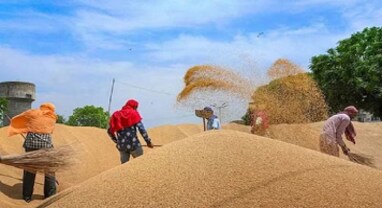 સરકારે FY22માં 2.5 લાખ કરોડથી વધુના ડાંગર-ઘઉંની કરી ખરીદી, 8 વર્ષમાં કેટલો વધારો?