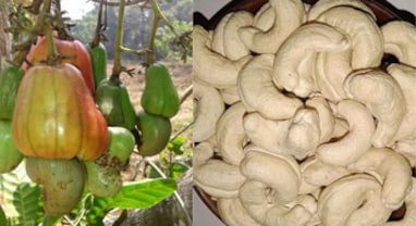 Business Idea: કાજુની ખેતી બદલશે જીવન, ટૂંક સમયમાં બનાવશે કરોડપતિ Business Idea: કાજુની ખેતી બદલશે જીવન, ટૂંક સમયમાં બનાવશે કરોડપતિ