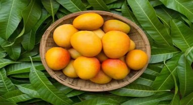 Mango Overeating: ઉનાળામાં કેરીને ધ્યાન રાખીને ખાઓ, વધારે ખાવાથી થઈ શકે છે અનેક બીમારીઓ