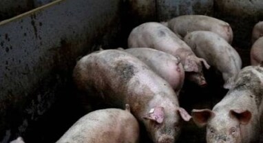 African Swine Fever: આફ્રિકન સ્વાઈન ફીવર વાયરસ શું છે, જેણે ઈન્ડોનેશિયાથી લઈને સિંગાપોર સુધી મચાવ્યો છે કોહરામ