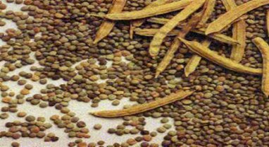 Commodity Market: ગુવાર પેકના ભાવમાં ઘટાડો, ગુવાર ગમ 4 સપ્તાહની નીચી સપાટીએ