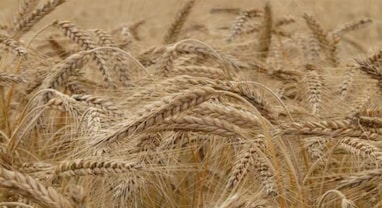 Wheat Price: મંડીઓમાં ઘઉંના ભાવમાં ફરી એકવાર ઉછાળો, મહારાષ્ટ્રમાં ભાવ 3500 રૂપિયા પ્રતિ ક્વિન્ટલ પર પહોંચ્યો