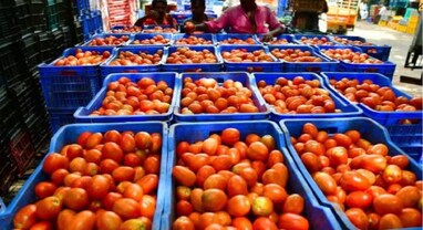Tomato Price Hike: ટામેટાંના ભાવમાં આગ, 2 કિલો ટામેટાં ક્યાં મળી રહ્યાં છે મફતમાં?
