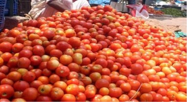 TOMATO PRICE: સરકારી ઈ-કોમર્સ પ્લેટફોર્મ ONDC પર ટામેટાં મળે છે સસ્તા, કિંમત માત્ર રૂપિયા 70 પ્રતિ કિલો