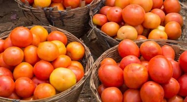 Tomatoes Price Today: ટામેટાના ભાવે બનાવ્યો નવો રેકોર્ડ, આ રાજ્યમાં પહોંચ્યો 250 રૂપિયા પ્રતિ કિલોનો ભાવ