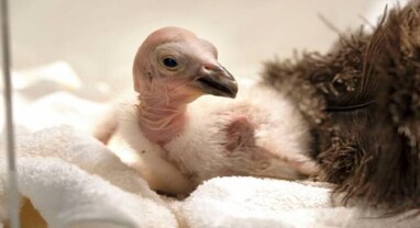 Bird Flu:  બર્ડ ફ્લૂ સરળતાથી માણસોને કરી શકે છે સંક્રમિત, યુએન એજન્સીઓએ ચેતવણી આપી, સમજો તેનો અર્થ શું છે