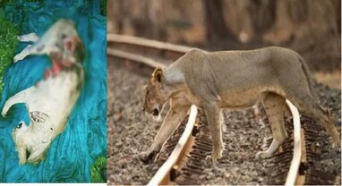 Lion hit by train: અમરેલીના રાજુલા નજીક ચાર સિંહ આવ્યા ટ્રેનની અડફેટે, એક સાવજનું મોત, એક ઈજાગ્રસ્ત