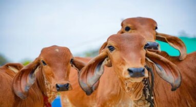 National Animal: ગાયને રાષ્ટ્રીય પ્રાણી જાહેર કરવામાં નહીં આવે, સરકારે સંસદમાં આપી માહિતી
