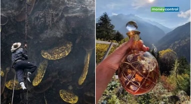 World's most special honey: વિશ્વનું સૌથી ખાસ મધ, જે વેચાય છે રૂપિયા 9 લાખ પ્રતિ કિલોના ભાવે World's most special honey: વિશ્વનું સૌથી ખાસ મધ, જે વેચાય છે રૂપિયા 9 લાખ પ્રતિ કિલોના ભાવે