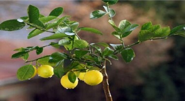 Lemon Leaves: કીડની સ્ટોનની સમસ્યા લીંબુના પાનથી થશે ખતમ, પેટ અને માથાના દુખાવા માટે છે રામબાણ