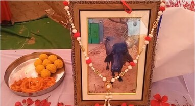 Preeti Bhoj on buffalo death: આખા ગામને દેશી ઘીથી કરાવ્યું ભોજન... પરિવારને સમૃદ્ધ બનાવનાર ‘લાડલી'ના આ રીતે થયા અંતિમ સંસ્કાર