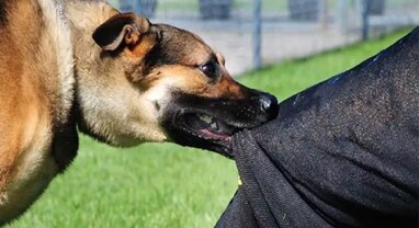 Dog Bite: 'શ્વાન કરડવાના કિસ્સામાં દરેક દાંતના નિશાન માટે 10,000 રૂપિયા આપો', હાઈકોર્ટનો મોટો નિર્ણય