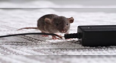 Get Rid Of Rats: ઉંદરને માર્યા વિના જોઇતી હોય કાયમી મુક્તિ તો ટ્રાય કરો આ ઘરગથ્થુ ઉપાય