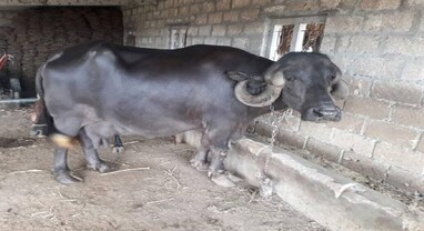 Animal Husbandry: આ ભેંસ રોજનું આપે 18 લિટર દૂઘ, કિંમત જાણી ચોંકી જશો Animal Husbandry: આ ભેંસ રોજનું આપે 18 લિટર દૂઘ, કિંમત જાણી ચોંકી જશો