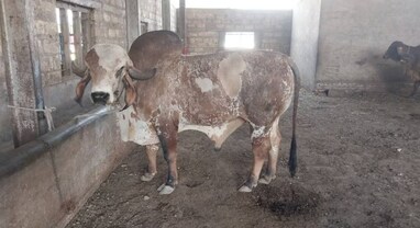 Animal Husbandry: આ નંદીની વિશેષતા છે જાણવા જેવી, કિંમત અધધ પણ પૈસા વસૂલ