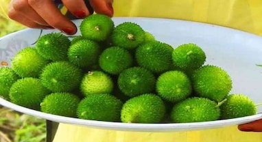 Spiney Gourd Benefits: 10 રૂપિયાની શાકભાજીની સામે ફેલ છે માંસ-મટન, જાણો ખાવાની સાચી રીત