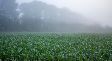 Frost Protection for Plants: પાકને શીત લહેર અને હિમથી કેવી રીતે બચાવશો અને ક્યારે આપશો પિયત? વિશ્લેષકોએ ખેડૂતોને આપી સલાહ
