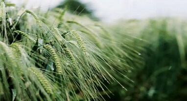 Rice and Wheat : વૈજ્ઞાનિકોએ ઘઉં અને ચોખાને લઈને કર્યો ચિંતાજનક ખુલાસો