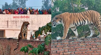 Tiger in village: યુપીના પીલીભીતમાં વાઘ 6 કલાક સુધી છત પર ફરતો રહ્યો, ચારે બાજુથી ઘેરીને ભીડ બનાવતી રહી વીડિયો