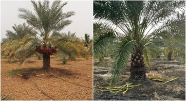 Kutch dates GI tag: કચ્છી ખારેક, કચ્છની દેશી ખજૂરને મળ્યો GI ટેગ, આ સાથે જ બીજા ફ્રુટનો આ ટેગમાં સમાવેશ