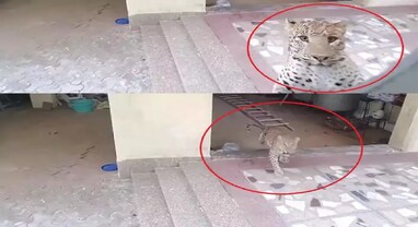 Gurugram Leopard News: ગુરુગ્રામના નરસિંહપુર ગામના એક ઘરમાં ઘૂસ્યો દીપડો, જૂઓ વીડિયો
