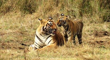 Death of Tigers: વર્ષ 2023માં સમગ્ર દેશમાં 204 વાઘ મૃત્યુ પામ્યા, જાણો કયા કારણોથી આટલા વાઘના થયા મોત