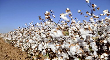 GUJARAT FARMER: ખેડૂતોના સફેદ સોનાને લાગ્યો કાટ, ફાઈબર પાક તરીકે જાણીતો કપાસ હાલ બની રહ્યો છે માથાનો દુખાવો GUJARAT FARMER: ખેડૂતોના સફેદ સોનાને લાગ્યો કાટ, ફાઈબર પાક તરીકે જાણીતો કપાસ હાલ બની રહ્યો છે માથાનો દુખાવો