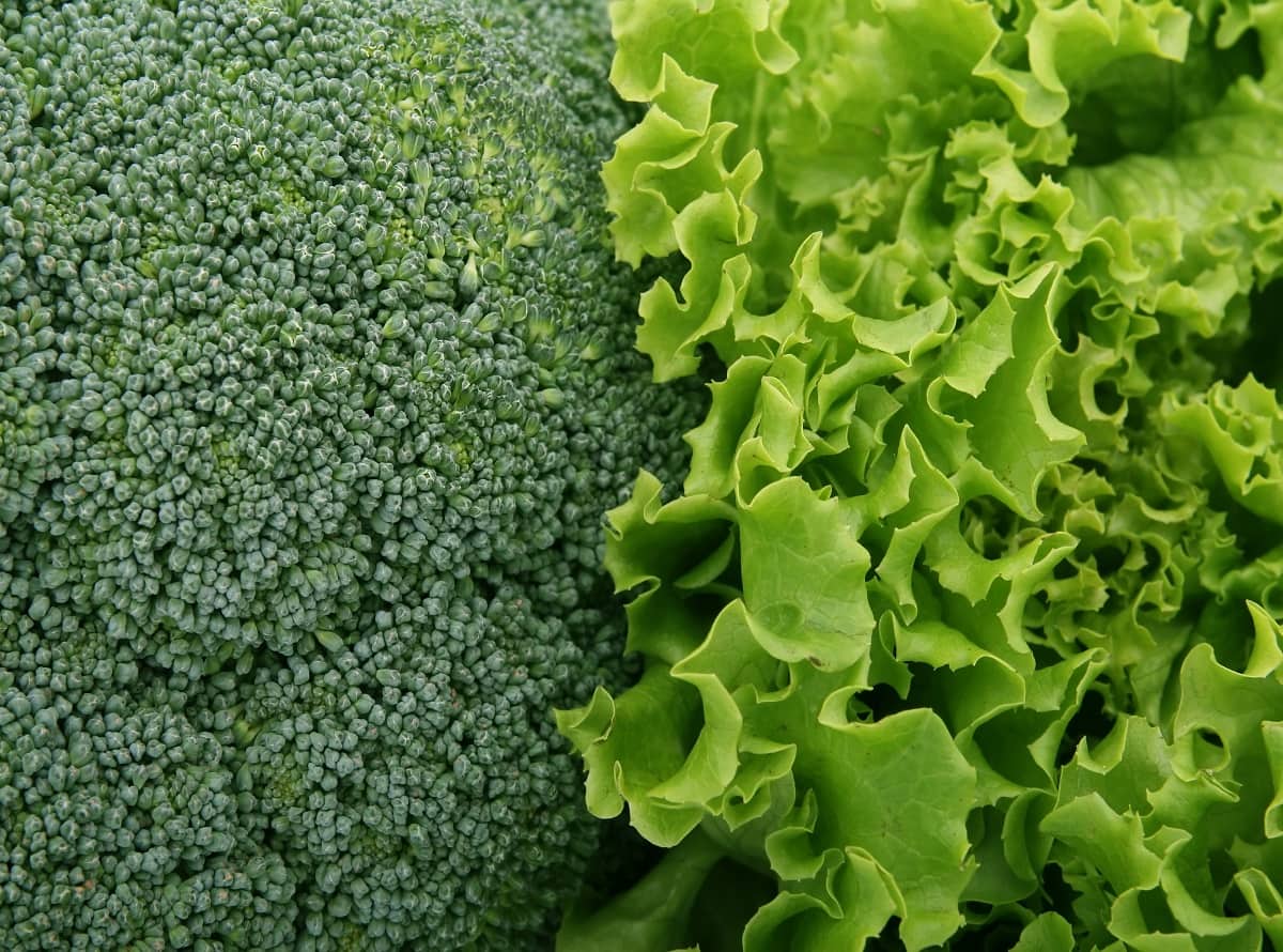 broccoli-1239430