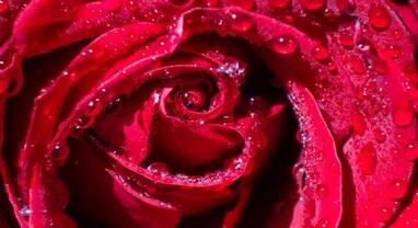 Rose Day 2024: આ છે વિશ્વના સૌથી મોંઘા ગુલાબ, કિંમત જાણીને ઉડી જશે હોશ! જુઓ તસવીરો