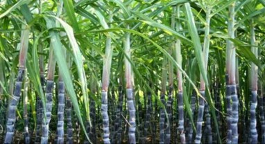AI in Farming: ઉત્તર પ્રદેશમાં AIના ઉપયોગથી થશે શેરડીની ખેતી, જાણો કેવી રીતે થશે કામ
