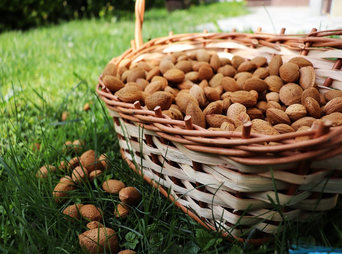 almond-5213382