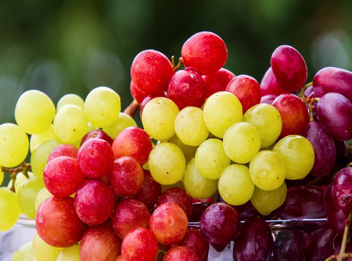 grapes-5889697_1920