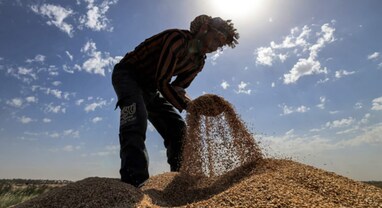 Wheat Price: રવી સીઝનમાં ઘઉંની વાવણીમાં આવ્યો ઘટાડો, જાણો આગળ કેવુ રહેશે આઉટલુક