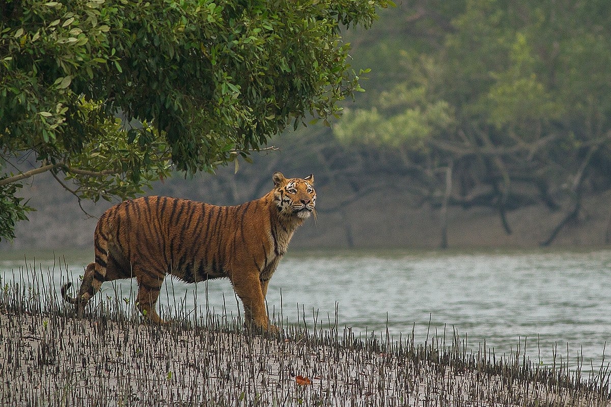 6 TIGER 1