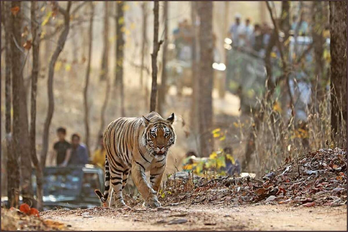 6 TIGER 2