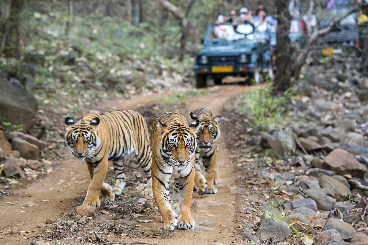 6 TIGER 3