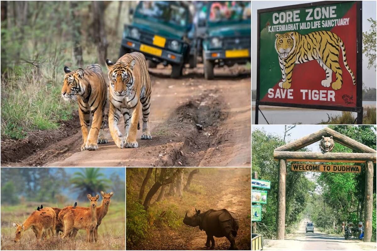 6 TIGER 4