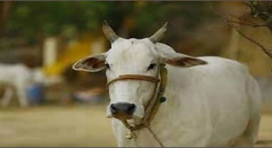 ગાયને 'રાષ્ટ્રમાતા' જાહેર કરવી જોઈએ, બનાસકાંઠાના સાંસદે સંસદમાં ઉઠાવી માંગ ગાયને 'રાષ્ટ્રમાતા' જાહેર કરવી જોઈએ, બનાસકાંઠાના સાંસદે સંસદમાં ઉઠાવી માંગ