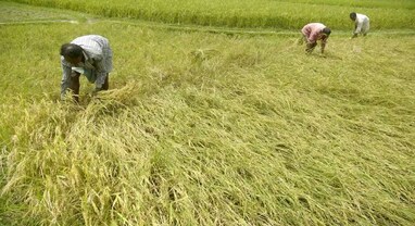 Budget 2025: ખેડૂતોની આવક વધારવા પર સરકારનો ભાર, નાણામંત્રી કરી શકે છે આ મોટી જાહેરાતો