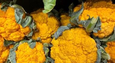 Yellow cabbage farming: ખેડૂતોની કિસ્મત રોશન કરી રહી છે પીળી કોબી, જાણો કેવી રીતે તેની ખેતી કરી થઈ રહી છે બમ્પર કમાણી Yellow cabbage farming: ખેડૂતોની કિસ્મત રોશન કરી રહી છે પીળી કોબી, જાણો કેવી રીતે તેની ખેતી કરી થઈ રહી છે બમ્પર કમાણી