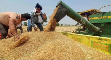 Wheat prices: બજારમાં નવા ઘઉંની બમ્પર આવક, ભાવમાં ઘટાડો નોંધાતા ધરતીપુત્રોમાં નિરાશા