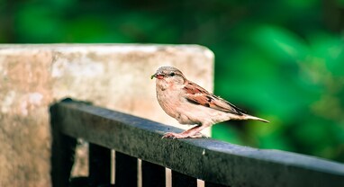 World Sparrow Day 2025: ઘર આંગણામાંથી ગાયબ થઈ રહી છે ચકલી, જાણો કારણ, તેને બચાવવાની રીત