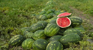 Watermelon Farming: ખેડૂતો માટે આ ખેતી બની વરદાન, 90 દિવસમાં લાખો રૂપિયાની કમાણી