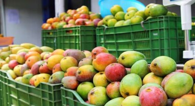 Mango Prices: 'ફળોનો રાજા' કેરી બટાકા અને ડુંગળીના ભાવે ઉપલબ્ધ! કિંમતમાં થયો ભારે ઘટાડો