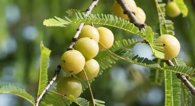 Amla benefits: રોજ સવારે માત્ર 1 આમળું ખાવાના ચમત્કારી ફાયદા, હૃદયની બીમારીથી લઈ ખરતા વાળ સુધીની સમસ્યા થશે દૂર